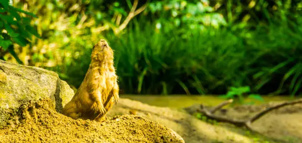 Photo of funny portrait of black tailed prairie dog standing up, cute and popular pets, tropical rodent specie from America