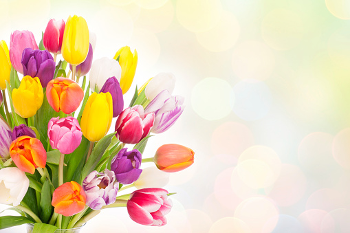 Tulips for Easter, Mother’s Day, Woman’s Day, Birthday or any occasion on a defocused pastel lights background