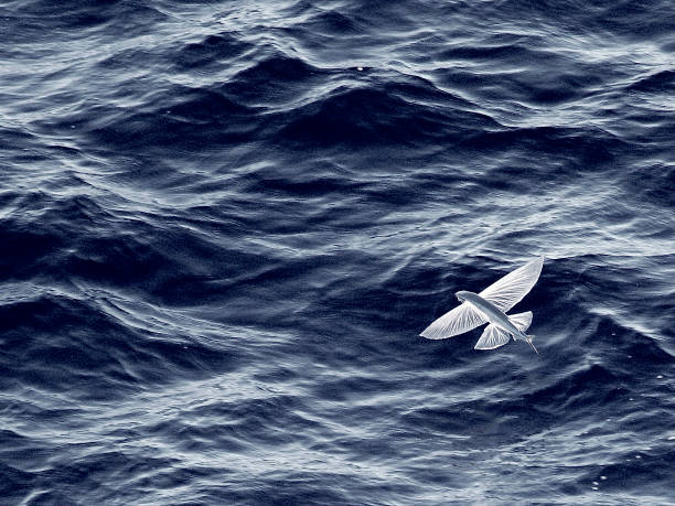 un pesce volante scivola basso sulle onde del nord atlantico - pesce volante immagine foto e immagini stock