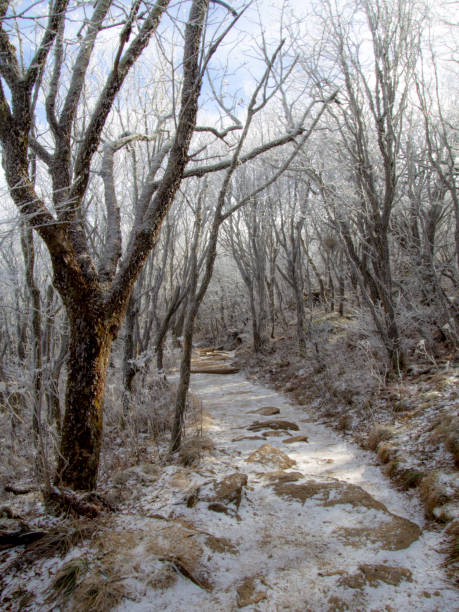 istock Winter Hiking Trail 1197948684
