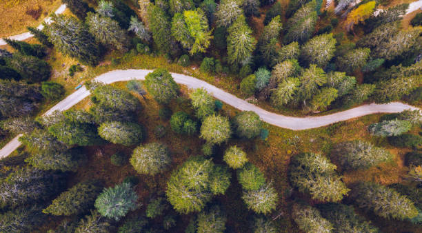 vista aerea panoramica di un tortuoso sentiero di trekking in una foresta. percorso di trekking nella foresta dall'alto, vista drone. vista aerea in alto di un sentiero nel mezzo di una foresta. vista aerea del sentiero nella foresta. - dirtroad foto e immagini stock