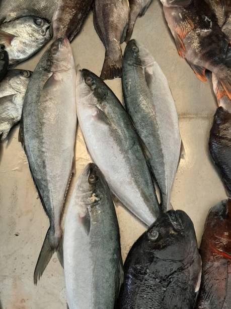 istock Amberjack on a fish market 1197950522