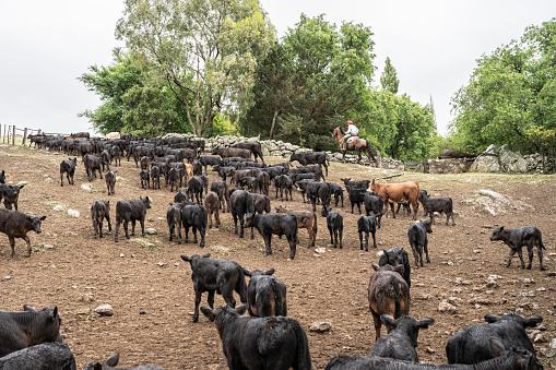 Young gaucho herding beef cattle up rocky hillside in estancia enclosure to graze in surrounding pampas grassland.