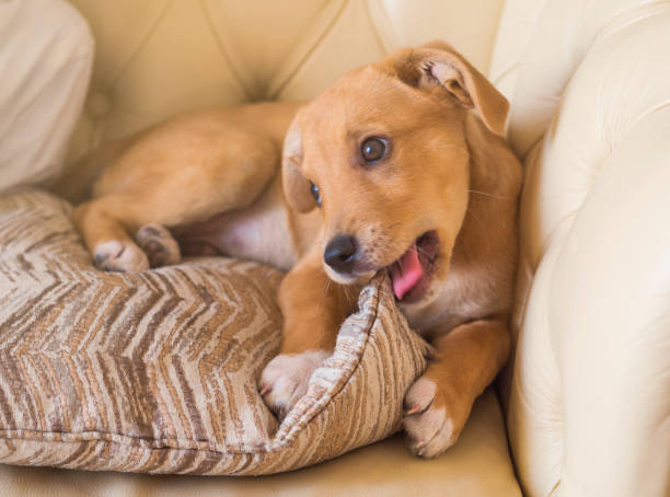 filhote de cachorro bonito dourado que joga com descanso no sofá - crossbreeding - fotografias e filmes do acervo