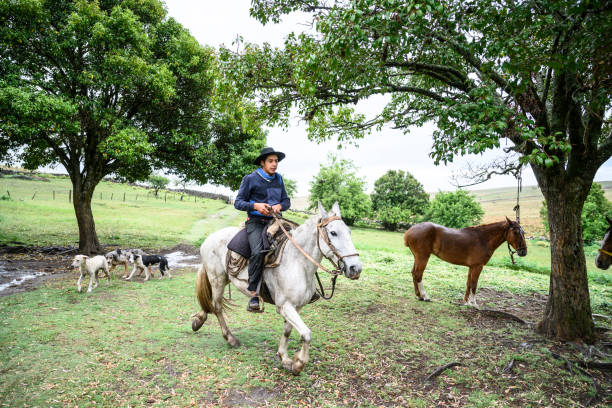 istock Hardworking young Argentine gaucho on horseback 1197955175