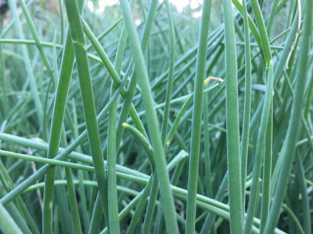 istock Spring onion in the garden 1197960480