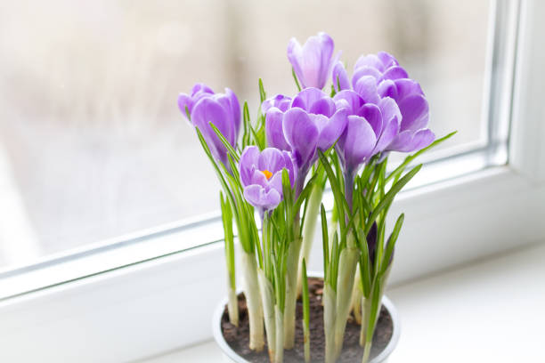 istock A delicate bouquet of crocuses bloomed on the windowsill. Close-up, selective focus 1197961046