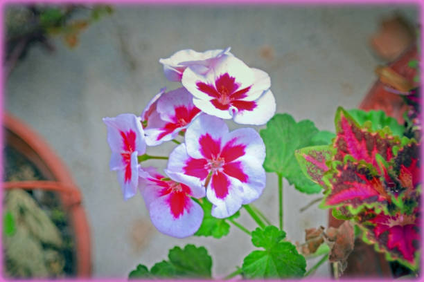 Garden flowers. Ecuador is famous for its flower production, in most homes with garden space, brightly colored and exotic flowers are planted. Cumbayá Ecuador.