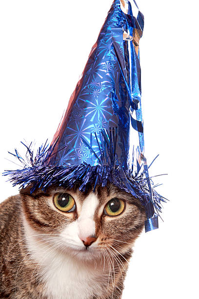 istock Sad cat in a festive hat 119796176