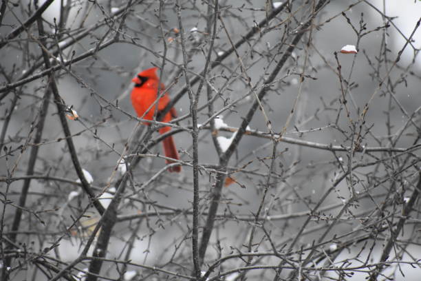 istock Bird Photography 1197961923