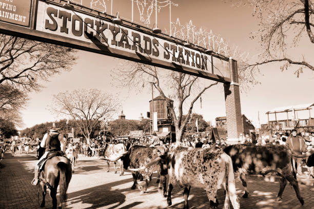 stockyards de fort worth. - texas longhorn cattle bull cattle ranch photos et images de collection