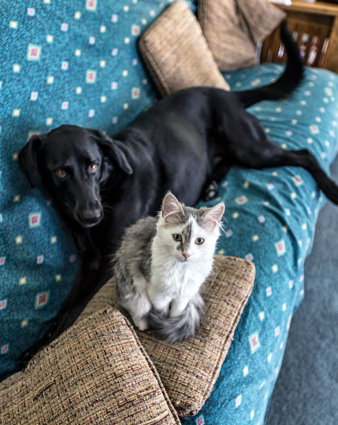 curioso gatito masculino y ansiosa perro hembra bff mascotas juntos en el sofá - bff fotografías e imágenes de stock