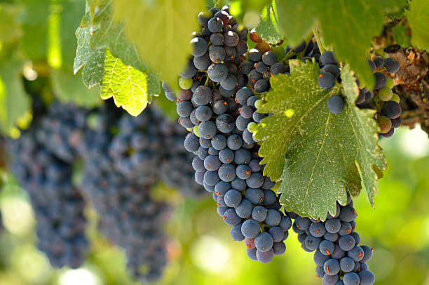 raisin rouge sur la vigne - vineyard california napa valley vine photos et images de collection