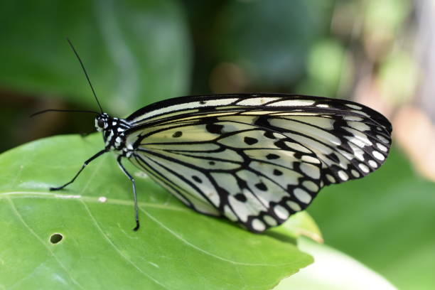 istock Several Variations of Butterflies - Multiple Photos. 1197963629