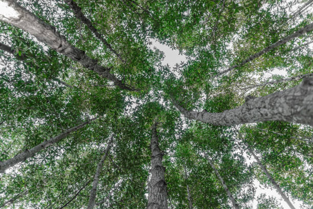 istock Forest trees with sunlight of nature 1197964462