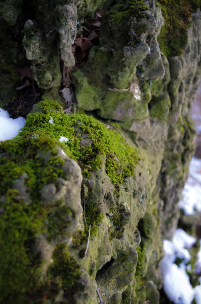 istock Life beneath the snow and ice 1197964494