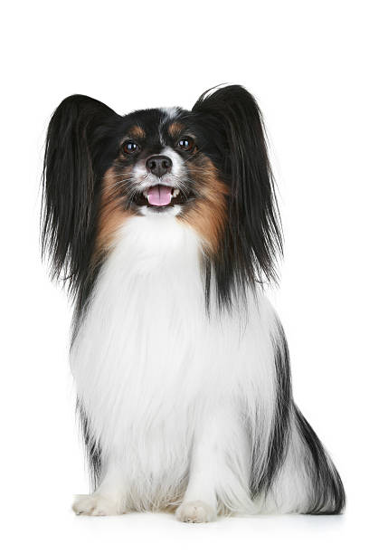 istock Papillon breed dog portrait 119796682