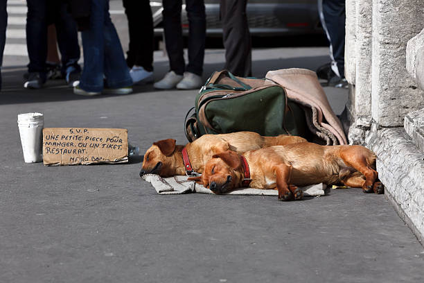 istock Two slepping dogs in Paris. 119796988