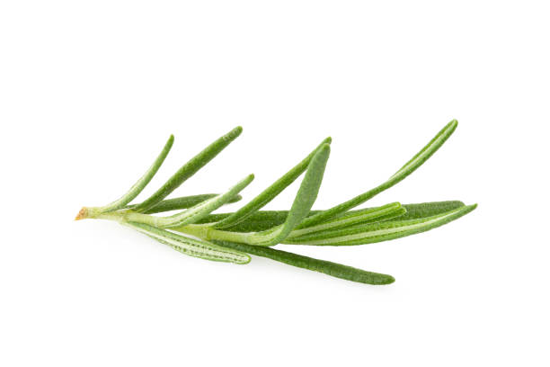 istock Fresh rosemary isolated on a white background. 1197970263