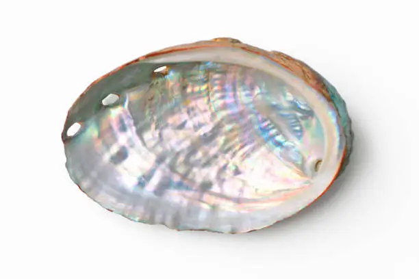 Overhead shot of Abalone shell isolated on white with clipping path.