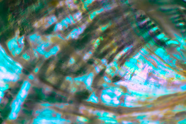 istock Extreme close-up of Abalone shell 1197971035