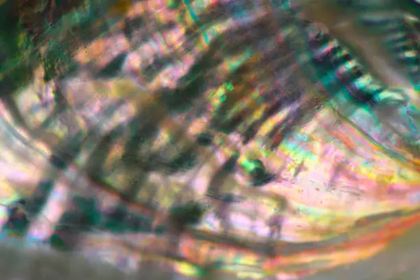 Extreme close-up of Abalone shell texture background.