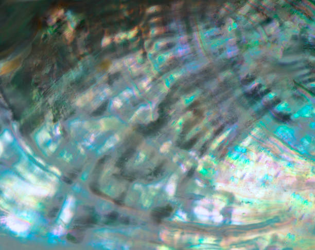 istock Extreme close-up of Abalone shell 1197971047