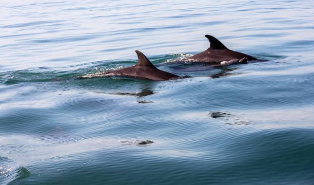 Dolphins swimming in blue ocean water