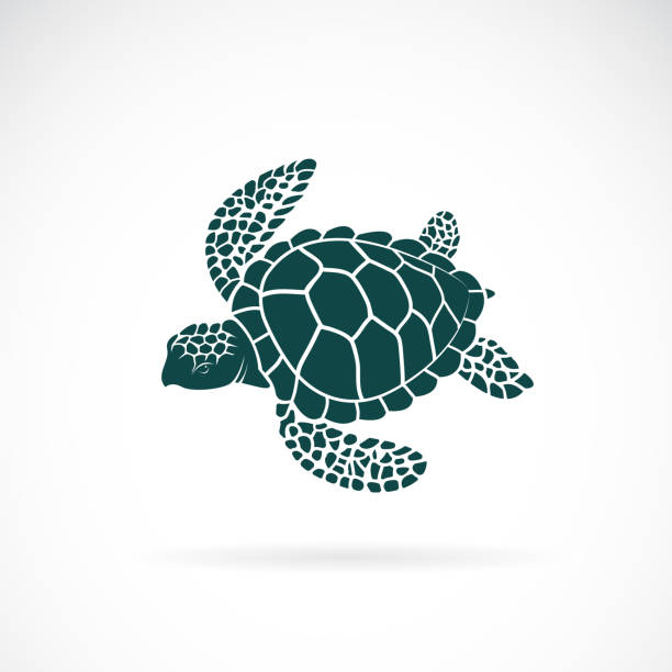 Vector of turtle design on a white background. Wild Animals. Underwater animal. Turtle icon or logo. Easy editable layered vector illustration. Vector of turtle design on a white background. Wild Animals. Underwater animal. Turtle icon or logo. Easy editable layered vector illustration. sea turtle stock illustrations
