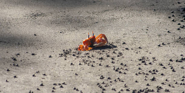 Ghost Crab going in or coming out of hole stock photo