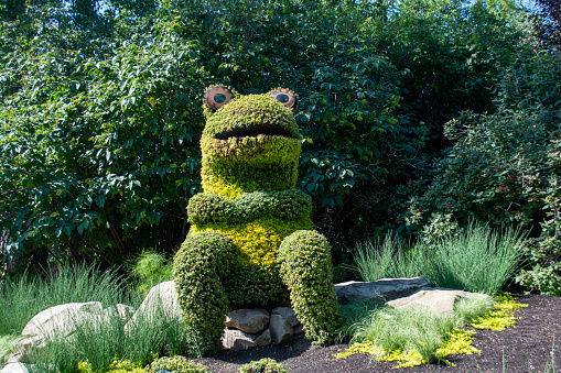 Frog shaped bushed in green landscaped outdoor gardens