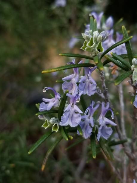 istock Rosemary flowers 1197971903