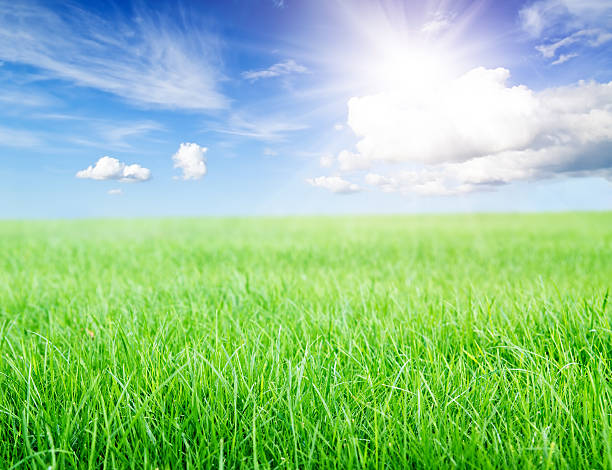 istock Green grass field under midday sun on blue sky. 119797221