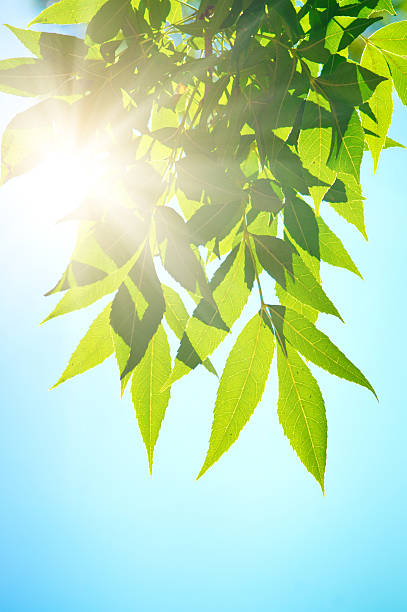 istock Green leafe in sunny day. 119797308
