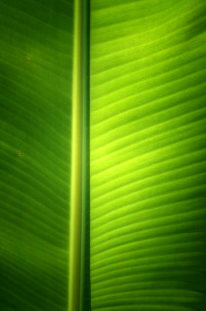 istock Texture background of  fresh green banana Leaf. 1197973718