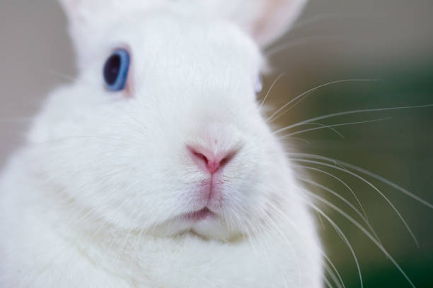istock Dumb concept. blue-eyed and white rabbit. fabulous bunny on a 1197974640