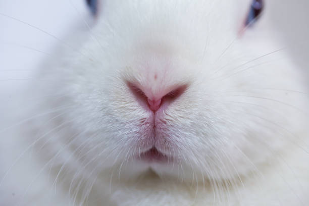 istock Hare nose. blue-eyed and white rabbit. fabulous bunny on a 1197974650
