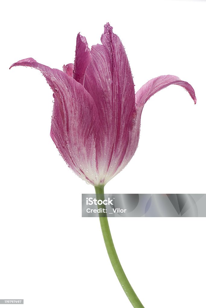 Tulipano - Foto stock royalty-free di Bianco