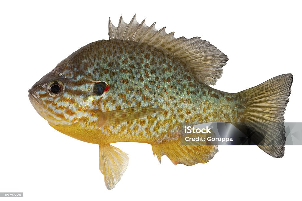 Sunfish - Foto stock royalty-free di Sunfish