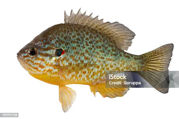 Sunfish - Fotografie stock e altre immagini di Sunfish - Sunfish, Scontornabile, Pesce