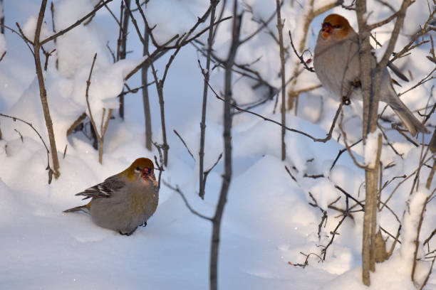 istock Grosbeak berry feast 1197979036