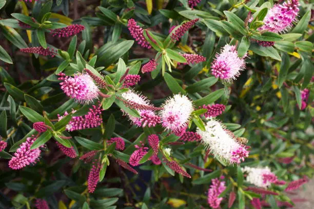 Beautiful Pink Hebe Bush in Flower Close-Up.