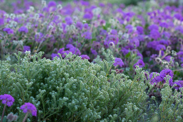 amas de fleurs sauvages du désert fleurissant dans le désert d'Anza Borrego - Photo