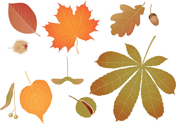 Coloured leaves vector art illustration