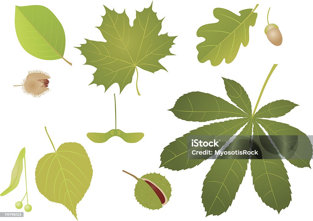 Illustration of an assortment of leaves and seeds Green leaves with fruits. A vector illustration. Chestnut - Food stock vector