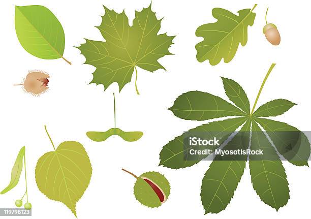 Illustration Of An Assortment Of Leaves And Seeds Stock Illustration - Download Image Now - Chestnut - Food, Beech Tree, Fruit