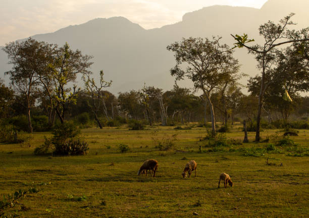 ovejas que pastan a lo largo de la zona forestal en masinagudi, parque nacional mudumalai, tamil nadu - frontera del estado de karnataka, india - mountain famous place livestock herd fotografías e imágenes de stock