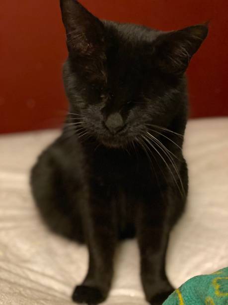 istock Blind black cat against red wall 1197982564