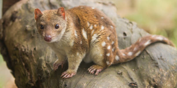 Close up of a Tiger Quoll Close up of the Australian marsupial, the spotted or tiger quoll. spotted quoll stock pictures, royalty-free photos & images