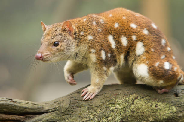Close up of a Tiger Quoll Close up of the Australian marsupial, the spotted or tiger quoll. spotted quoll stock pictures, royalty-free photos & images